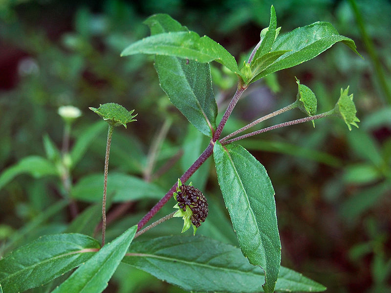 tri-nhiet-mieng-2